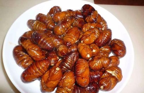 蝉蛹和蚕蛹的区别 一天适合吃多少蚕蛹 蝉蛹和蚕蛹的区别 一天适合吃多少蚕蛹