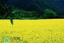 油菜花可以吃吗？油菜花的功效与作用