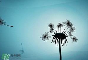 蒲公英开花了还能吃吗？蒲公英开花的好还是不开花的好？