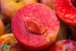 三华李能放冰箱吗？三华李可以放冰箱吗