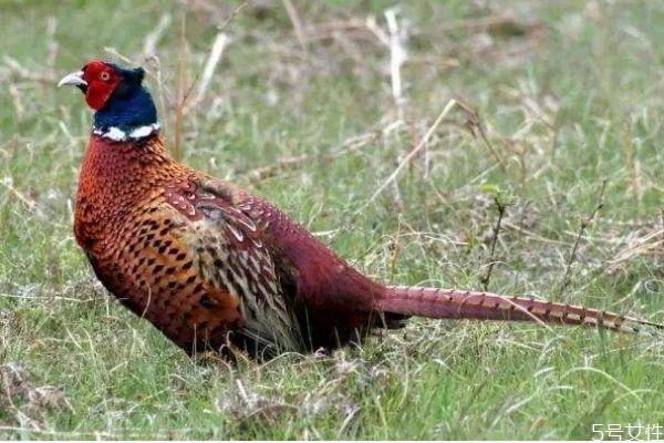 野鸡有什么营养价值呢 野鸡和家鸡有什么区别呢 野鸡有什么营养价值呢 野鸡和家鸡有什么区别呢