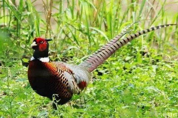 野鸡有什么营养价值呢 野鸡和家鸡有什么区别呢 野鸡有什么营养价值呢 野鸡和家鸡有什么区别呢