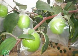 青枣是热性还是凉性?青枣是凉性的吗? 青枣是热性还是凉性?青枣是凉性的吗?