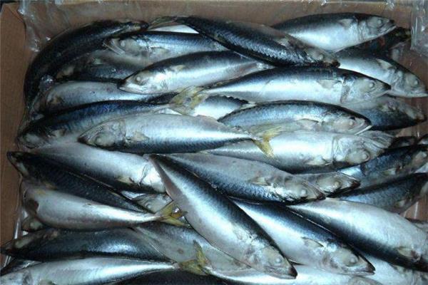 青鱼和什么一起吃最好 青鱼的家常做法 青鱼和什么一起吃最好 青鱼的家常做法