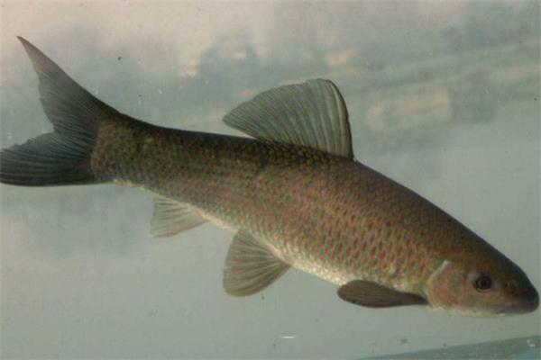 青鱼和什么一起吃最好 青鱼的家常做法 青鱼和什么一起吃最好 青鱼的家常做法