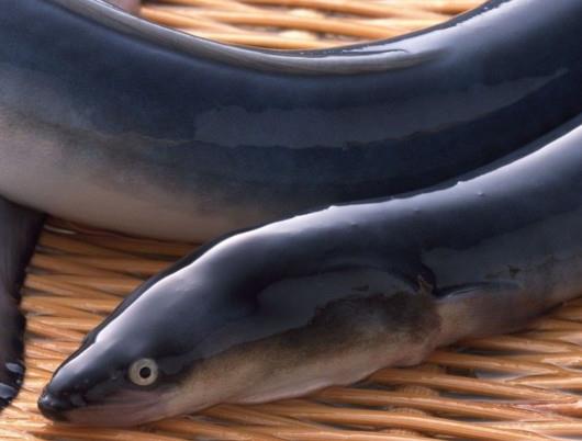 鳗鱼是带鱼吗?鳗鱼和带鱼有什么区别 鳗鱼是带鱼吗?鳗鱼和带鱼有什么区别