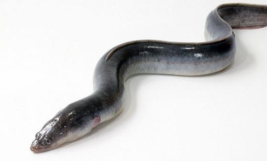 鳗鱼是带鱼吗?鳗鱼和带鱼有什么区别 鳗鱼是带鱼吗?鳗鱼和带鱼有什么区别