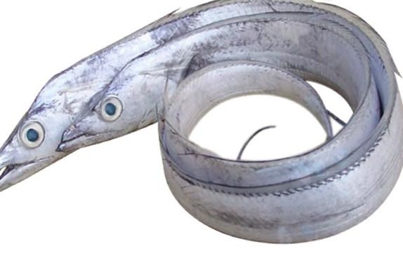 鳗鱼是带鱼吗?鳗鱼和带鱼有什么区别 鳗鱼是带鱼吗?鳗鱼和带鱼有什么区别