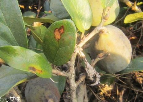 薜荔果什么时候采摘 薜荔果什么时候成熟 薜荔果什么时候采摘 薜荔果什么时候成熟