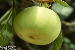 薜荔果什么时候采摘 薜荔果什么时候成熟 薜荔果什么时候采摘 薜荔果什么时候成熟