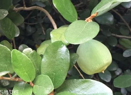 薜荔果什么时候采摘 薜荔果什么时候成熟 薜荔果什么时候采摘 薜荔果什么时候成熟