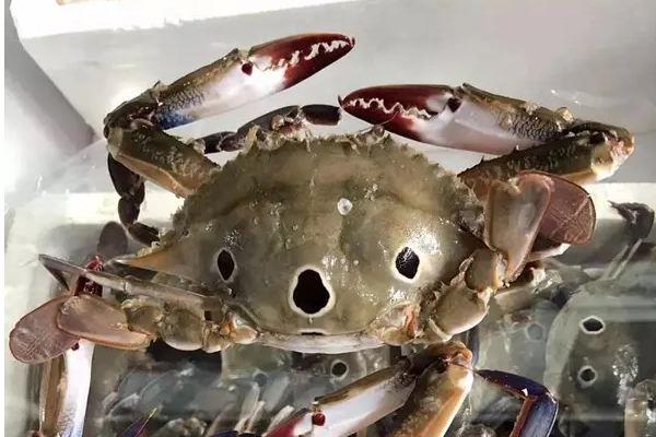 三眼蟹什么季节吃最好 三眼蟹是公的好吃还是母的好吃 三眼蟹什么季节吃最好 三眼蟹是公的好吃还是母的好吃