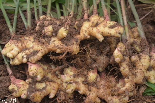 生姜要去皮吗 看具体情况 生姜要去皮吗 看具体情况