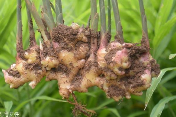 生姜要去皮吗 看具体情况 生姜要去皮吗 看具体情况