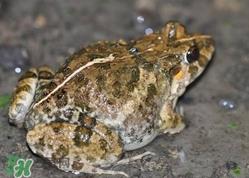 田鸡有寄生虫吗?田鸡有没有寄生虫 田鸡有寄生虫吗?田鸡有没有寄生虫