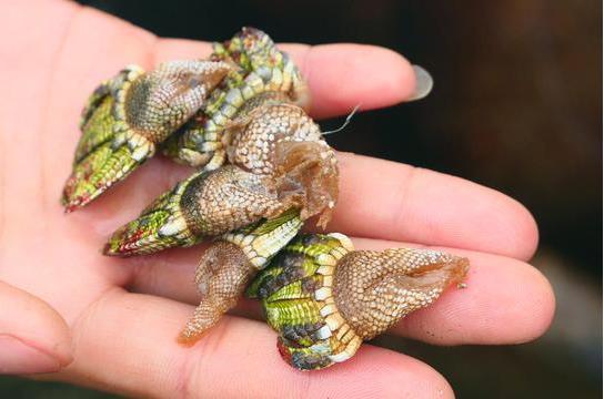 佛手螺是动物还是植物 佛手螺是什么东西