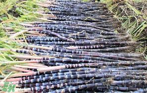 甘蔗要洗吗?吃甘蔗时要用盐水洗吗? 甘蔗要洗吗?吃甘蔗时要用盐水洗吗?