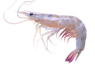 海虾煮多长时间熟?海虾怎么煮? 海虾煮多长时间熟?海虾怎么煮?