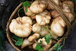 凉薯不能和什么一起吃?凉薯和什么相克 凉薯不能和什么一起吃?凉薯和什么相克