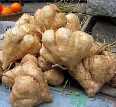 凉薯不能和什么一起吃?凉薯和什么相克 凉薯不能和什么一起吃?凉薯和什么相克