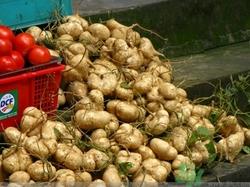 凉薯不能和什么一起吃?凉薯和什么相克 凉薯不能和什么一起吃?凉薯和什么相克