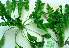 荠菜可以凉拌吃吗?荠菜能凉拌吃吗?.png 荠菜可以凉拌吃吗?荠菜能凉拌吃吗?.png