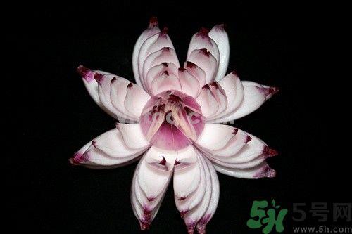 洋葱可以包饺子吗?洋葱怎么做饺子馅? 洋葱可以包饺子吗?洋葱怎么做饺子馅?