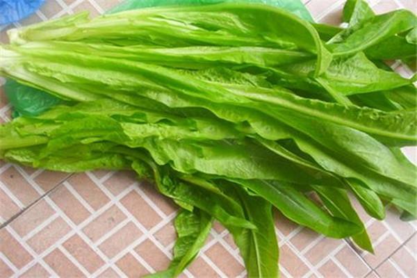油麦菜吃多了会怎样 油麦菜一天适合吃多少 油麦菜吃多了会怎样 油麦菜一天适合吃多少