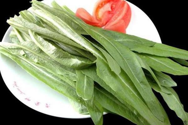 油麦菜吃多了会怎样 油麦菜一天适合吃多少 油麦菜吃多了会怎样 油麦菜一天适合吃多少
