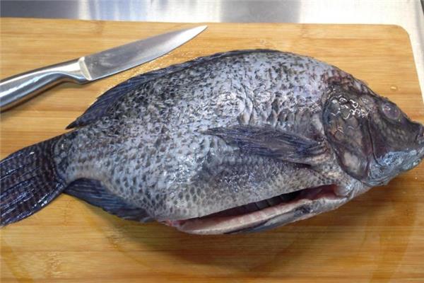 罗非鱼不能和什么一起吃 相克食物汇总 罗非鱼不能和什么一起吃 相克食物汇总