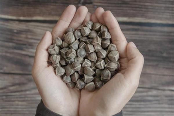 辣木籽吃多了会怎么样 辣木籽吃多了会中毒吗 辣木籽吃多了会怎么样 辣木籽吃多了会中毒吗