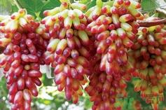 美人指是什么?美人指是转基因葡萄吗?