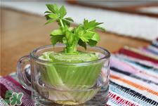 芹菜根怎么吃?芹菜根的功效与作用