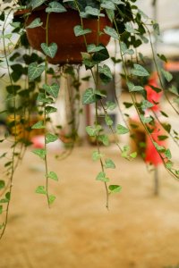 ​常春藤的摆放风水