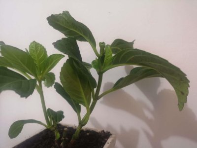 ​八仙花怎么矮化