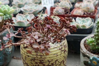 ​小球玫瑰怎么养更红