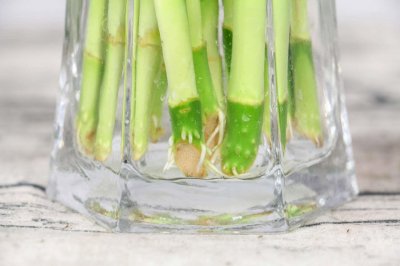 ​风水里最吉祥的花