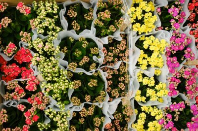 ​长寿花可以嫁接吗