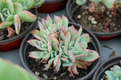 ​冬天多肉怎么发根比较好