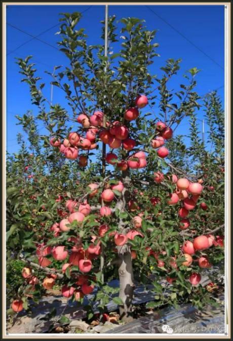 五分钟农技课： 果树冬剪牢记这“五看”