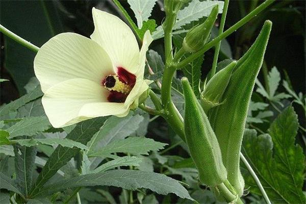 黄秋葵能壮阳吗 有一定效果 黄秋葵能壮阳吗 有一定效果