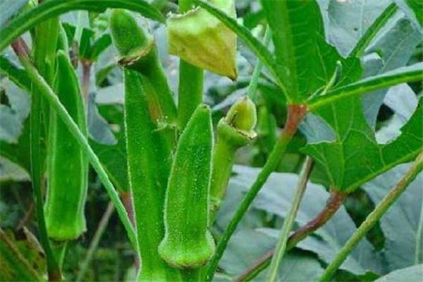 黄秋葵能壮阳吗 有一定效果 黄秋葵能壮阳吗 有一定效果