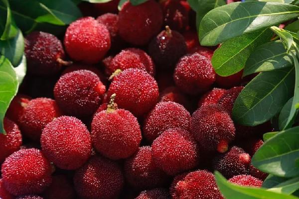 杨梅酒可以存放多久 杨梅酒放冰箱还是常温 杨梅酒可以存放多久 杨梅酒放冰箱还是常温