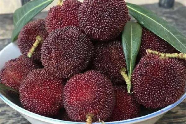 杨梅酒可以存放多久 杨梅酒放冰箱还是常温 杨梅酒可以存放多久 杨梅酒放冰箱还是常温