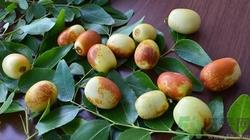 吃冬枣会胀气吗?吃冬枣胀气怎么办