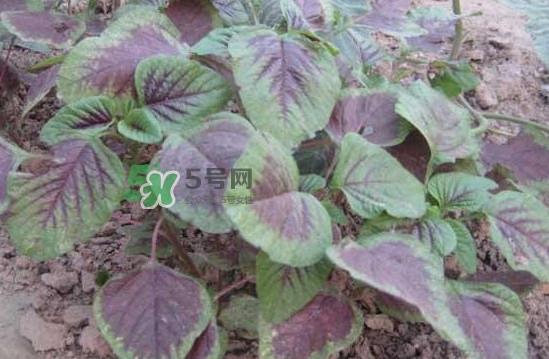 野苋菜有毒吗？野苋菜怎么吃