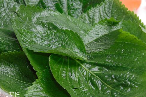 紫苏叶能放冰箱吗？紫苏叶怎么保存？