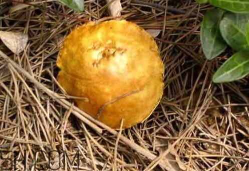 松菇怎么清洗?松菇不能和什么一起吃 松菇怎么清洗?松菇不能和什么一起吃