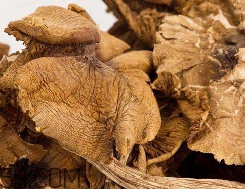 松菇怎么清洗?松菇不能和什么一起吃 松菇怎么清洗?松菇不能和什么一起吃