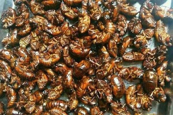 蝉蛹怎么清洗呢 蝉蛹怎么炸更酥脆呢 蝉蛹怎么清洗呢 蝉蛹怎么炸更酥脆呢